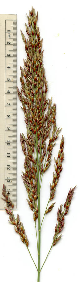  Sorghum halepense